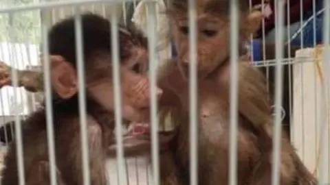 Los monitos a la venta en EAU.