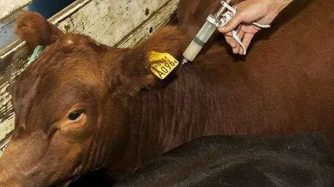 Las vacunas contra la fiebre aftosa son clave en la estrategia sanitaria en la ganadería. (Fuente externa)