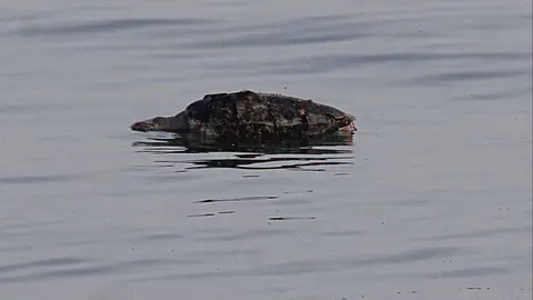 El cuerpo de una tortuga gigante a la deriva marina en las proximidades de Al Marjan Island. (EL CORREO)