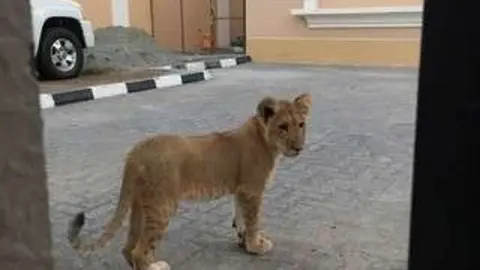 El cachorro de león en Khalifa City A.