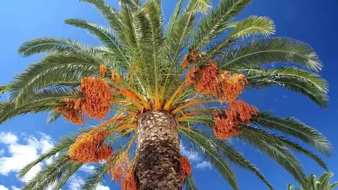 Una imagen de una palmera datilera en Emiratos Árabes. (WAM)
