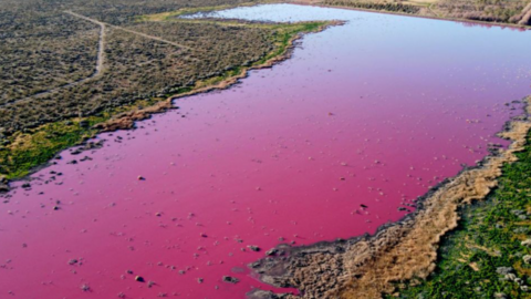 Vista aérea del lago rosado argentino. (Fuente externa)