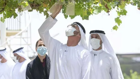 El presidente de EAU durante un recorrido por granjas del emirato de Abu Dhabi. (WAM)