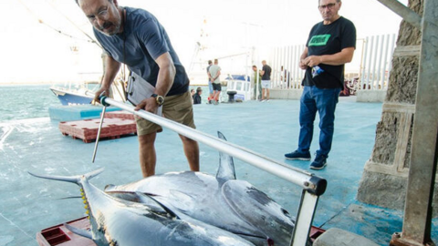 Pescadores junto a dos atunes rojos. (Fuente externa)