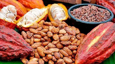 El cacao colombiano será protagonista en la Exposición Universal 2020 de Dubai. (Fuente externa)