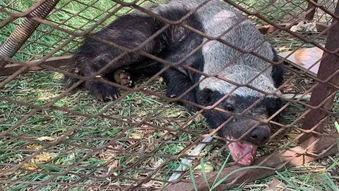 El tejón de miel está enjaulado en Ras Al Khaimah.