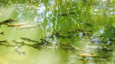 A modo ilustrativo, un estanque de peces. (Fuente externa)