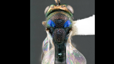 La nueva especie de avispa Perilampus awbalus. (Fuente externa)