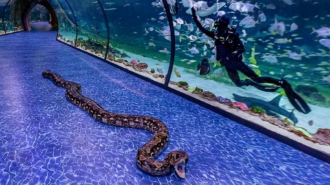 La súper serpiente es una pitón reticulada de siete metros y está en el Acuario Nacional (TNA) en Al Qana de Abu Dhabi. (Fuente externa)