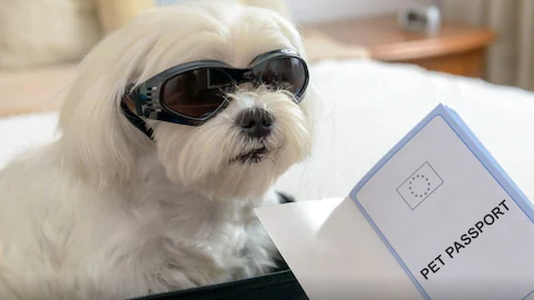 Una imagen ilustrativa de un perro viajero. (Fuente externa)