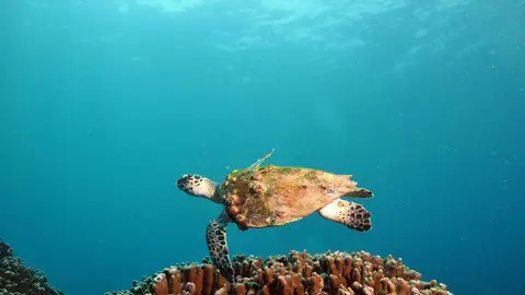 Una tortuga en aguas de Emiratos Árabes. (WAM)