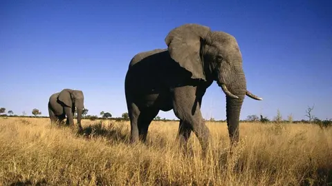 Dubai Safari Park cierra en verano.