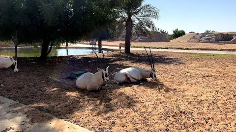 Una imagen de Dubai Safari Park. (EL CORREO)