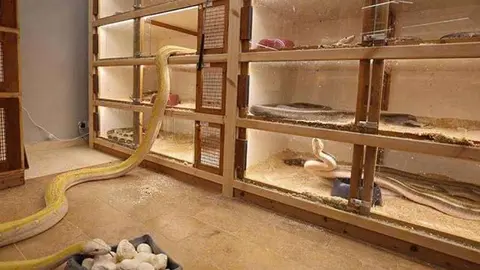 Las serpientes en la palacio saudí. (Fuente externa)