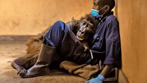 Andre Bauma ayudó a criar a Ndakasi, el gorila de montaña, después de que mataran a tiros a su familia (Parque Nacional Virunga)