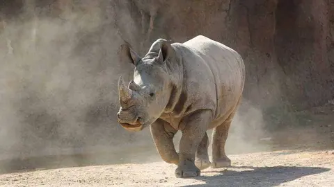 La cría de rinoceronte blanco. (Zoológico de Al Ain)