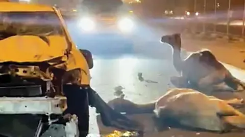 Un imagen difundida del accidente y los camellos.