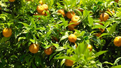 A modo ilustrativo un naranjo. (Fuente externa)