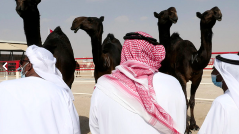 Camellos en un concurso en Liwa de Abu Dhabi. (Fuente externa)