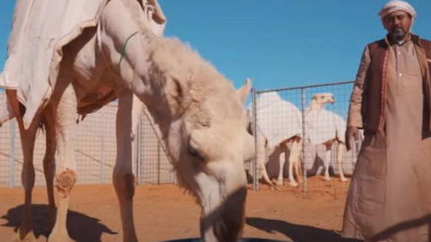 El hotel de camellos en Arabia Saudita. (Fuente externa)