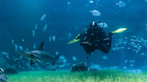 Tiburones en el acuario de Abu Dhabi. (Acuario Nacional)