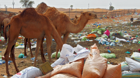 Una imagen de camellos delante de un estercolero. (Fuente externa)