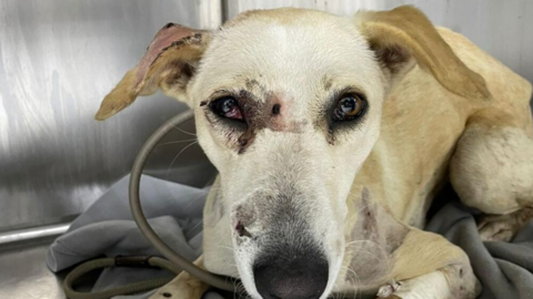 La perra fue rescatada en el desierto. (Fuente externa)