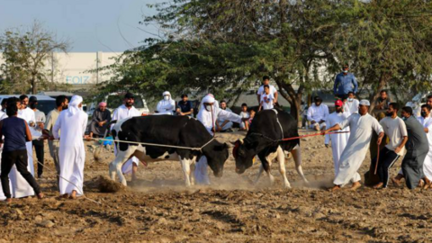 Una "corrida de toros en Fujairah". (Fuente externa)