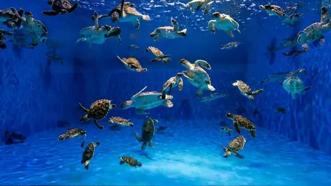 Tortugas rescatadas en Abu Dhabi. (WAM)