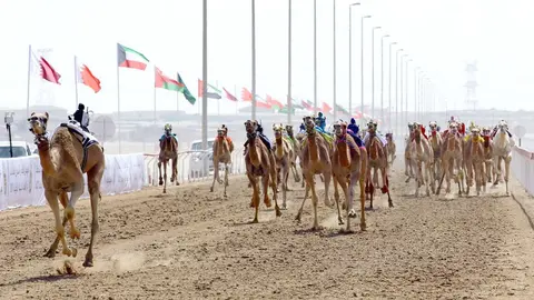 Carreras de camellos en Al Wathba. (WAM)