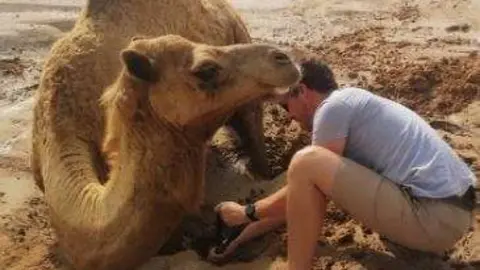 El camello atrapado en el fango. (Fuente externa)