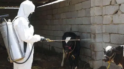 Un trabajador de la salud en Irak desinfecta terneros en una granja. (Fuente externa)