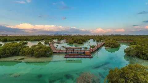 Manglares en Abu Dhabi. (WAM)