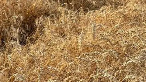 Una imagen a modo ilustrativo. (WAM)