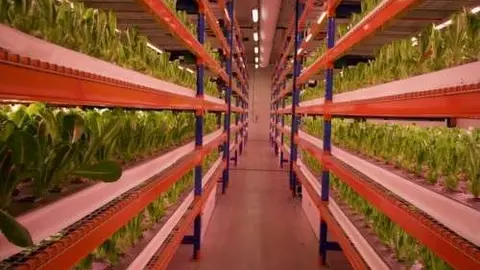 Una imagen de granja vertical de Emirates. (Emirates Airline)