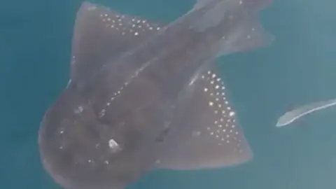 El extraño pez fue fotografiado por el pescador. (Gulftoday)