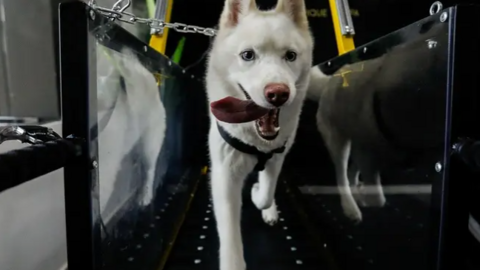 Un perro en la cinta de correr del gimnasio. (Fuente externa)