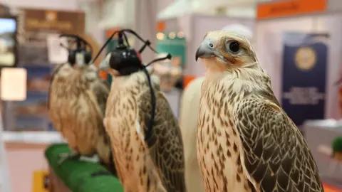 Los halcones más "guapos" serán premiados. (WAM)