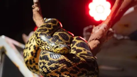 Una de las anacondas de Dubai. (Instagram)