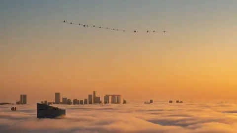 Flamencos sobre Abu Dhabi. (Alsayed Ahmed)