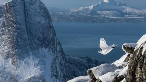 La foto ganadora muestra una perdiz en los fiordos noruegos. (Erlend Haarberg)
