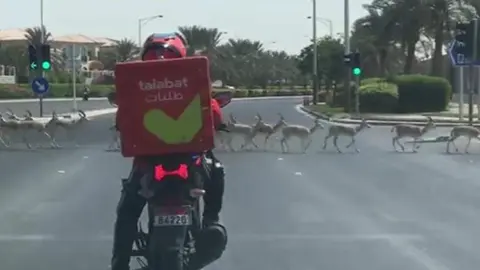 Una captura de pantalla del vídeo de las gacelas difundido.