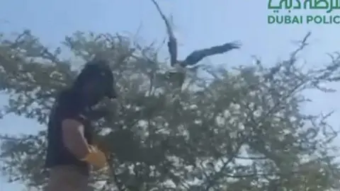 Una captura de pantalla del vídeo difundido del halcón atrapado en un árbol. (Dubai Police)