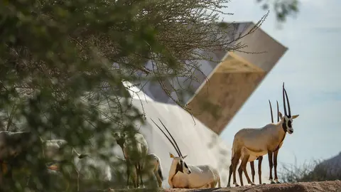 Una imagen del zoo de Al Ain. (WAM)