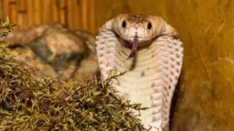 Una imagen de la serpiente. (Fuente externa)