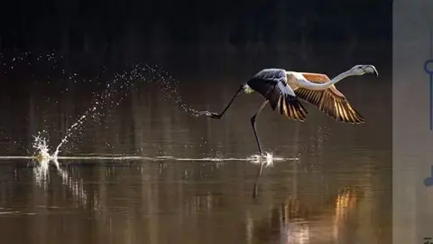 La imagen del flamenco en Emiratos ganadora de Mangrove Photography Awards. (Twitter)