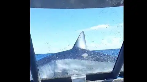 Una captura de pantalla del vídeo del tiburón en el barco. (Twitter)