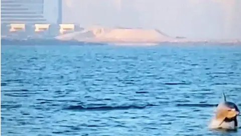 Una imagen de uno de los delfines difundida en redes sociales.