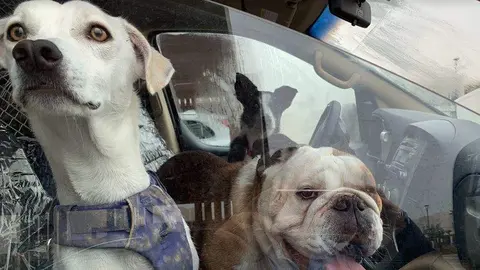 Una imagen de perros en Dubai a modo ilustrativo. (EL CORREO)