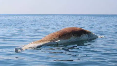La ballena apareció en la costa de Abu Dhabi. (Instagram)